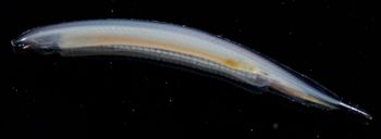 Media type: image;   Invertebrate Zoology 74259
